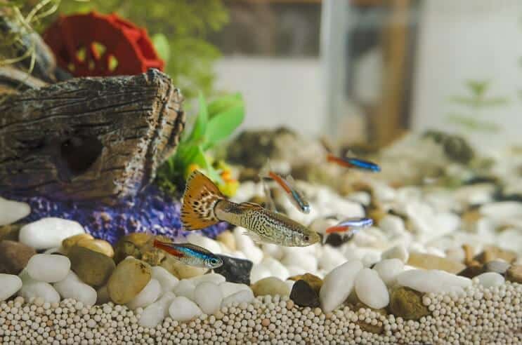 guppies