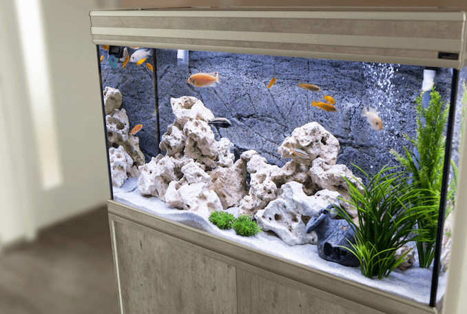 Cichlids के साथ मछलीघर