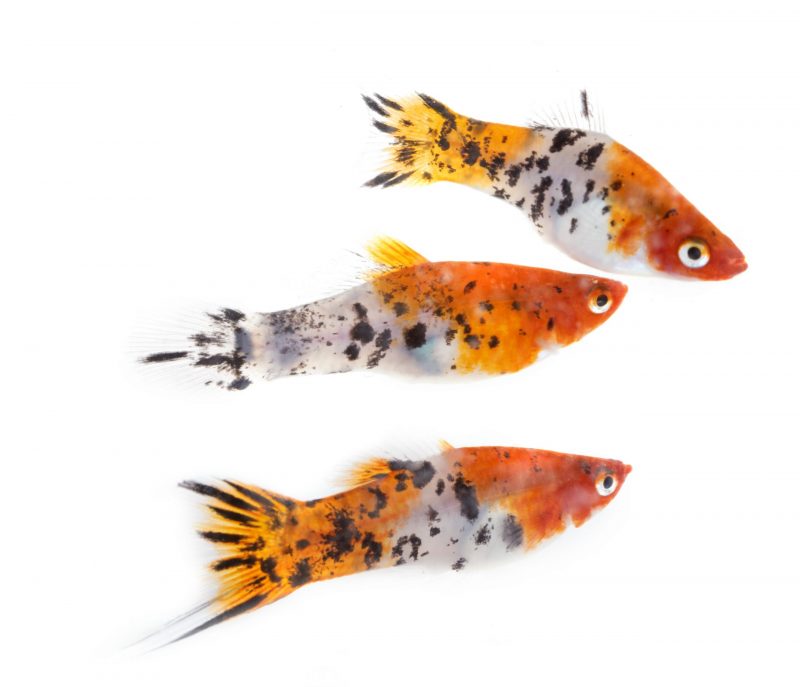 livebearers