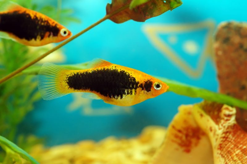 livebearers