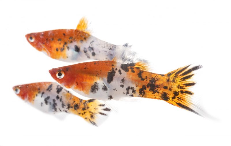 livebearers