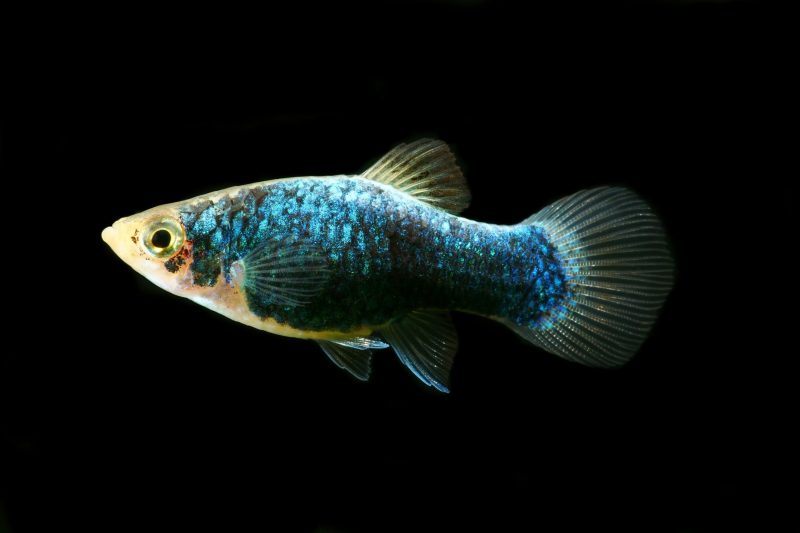 livebearers