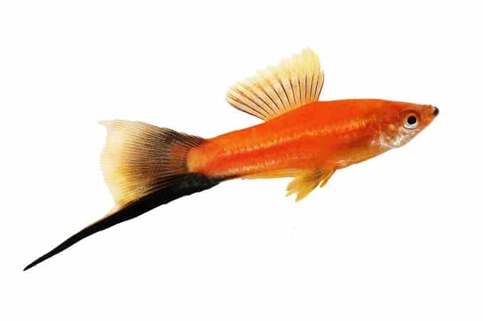 swordtail
