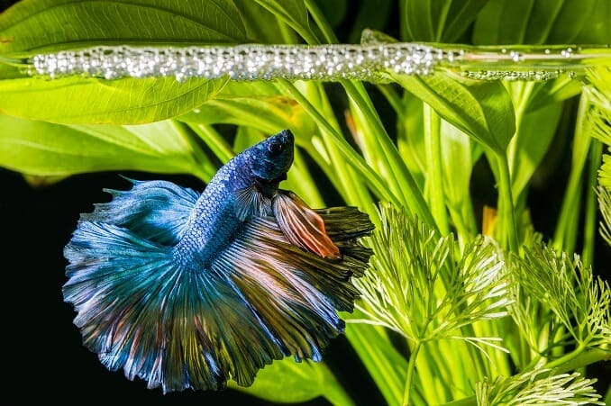 betta