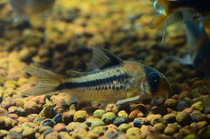 Corydoras कैटफ़िश