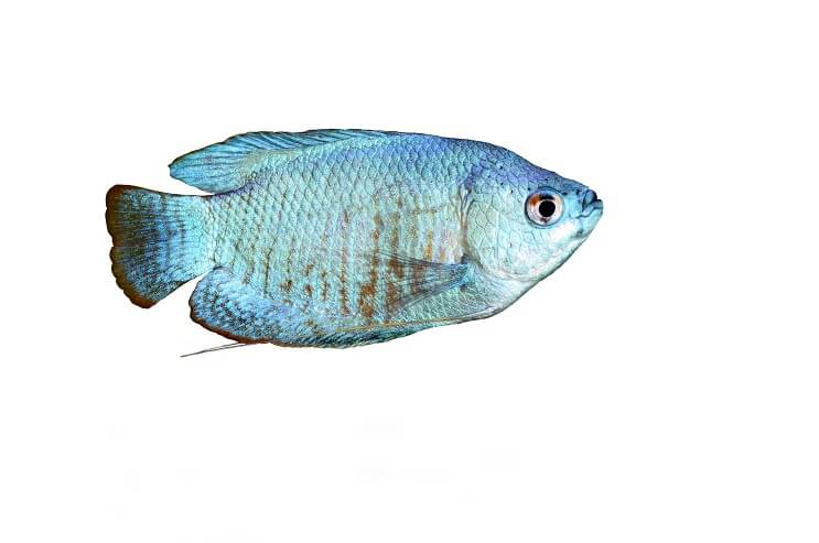 पाउडर ब्लू गौरामी
