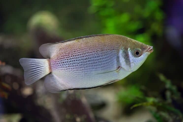 Kissing Gourami