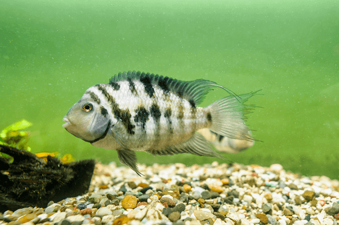 cichlid