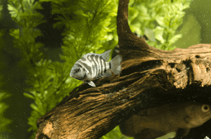 ब्लैक कन्विक्ट Cichlid