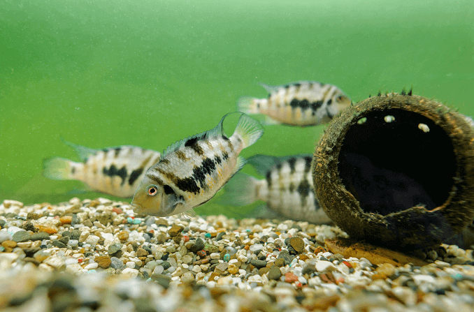 समूह का समूह Cichlid