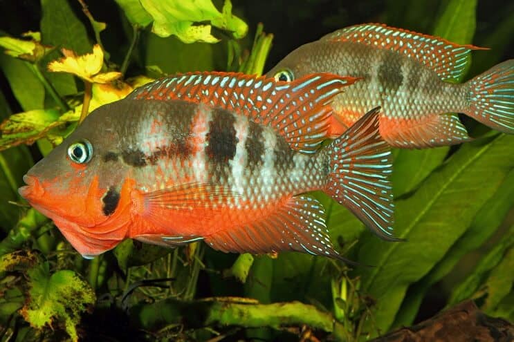 फायरमाउथ Cichlid पुरुष और महिला