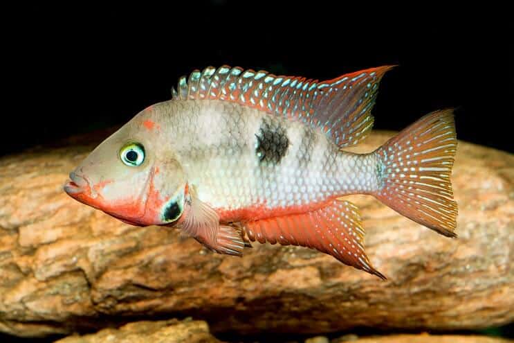 फायरमाउथ Cichlid