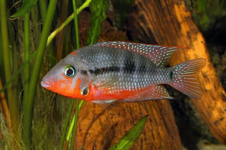 फायरमाउथ Cichlid स्विमिंग