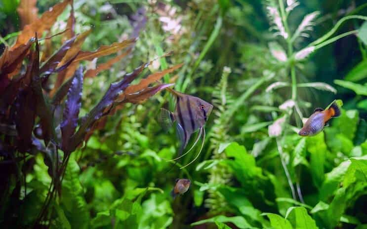 Angelfish टैंक साथी