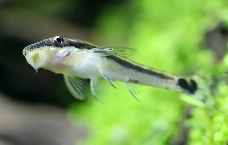 टैंक पर Otocinclus अटक गया