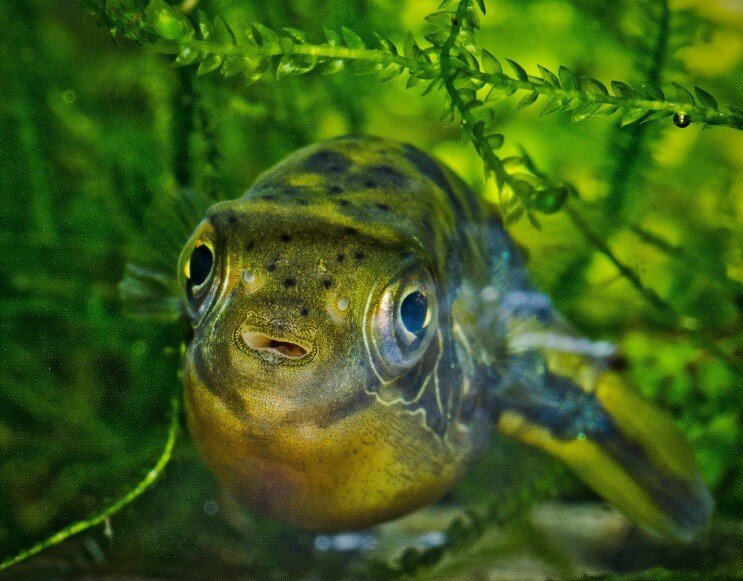 बौना मटर Puffer