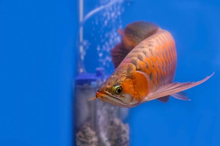 लाल Arowana सूरत