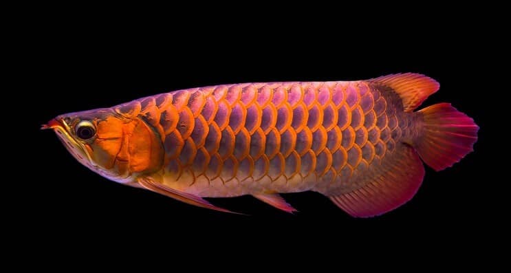 लाल Arowana आहार