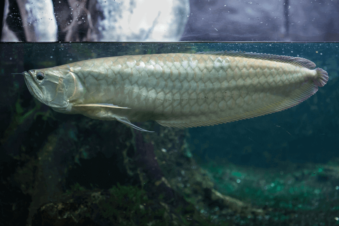 टैंक में चांदी Arowana