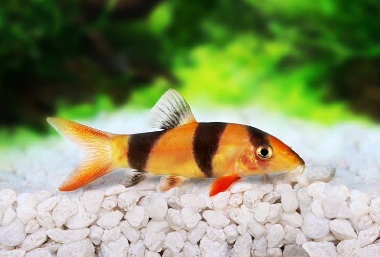 मसखरा Loach