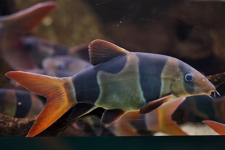 मसखरा Loach