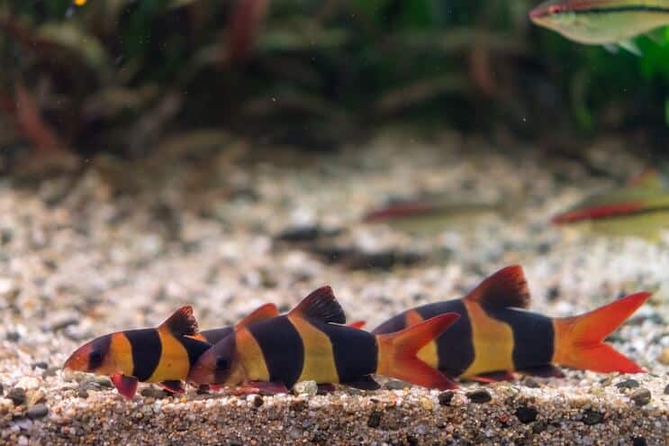 मसखरा Loach Tank Mates