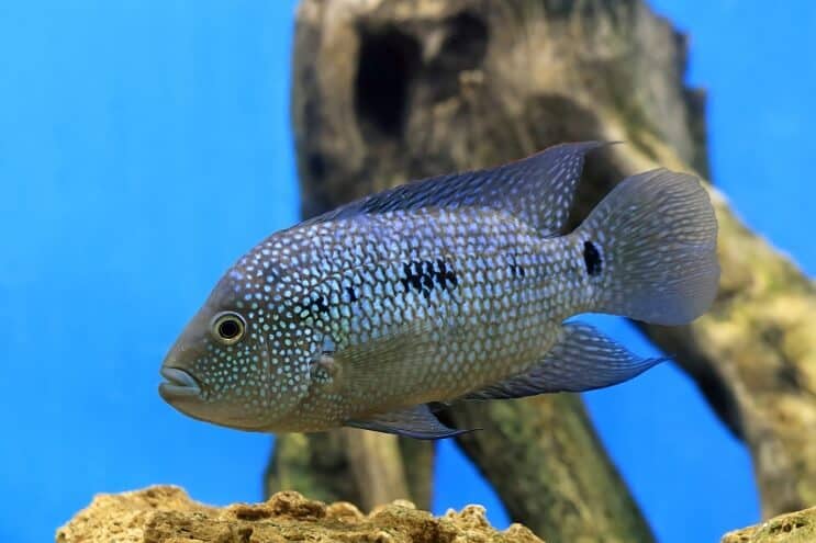 टेक्सास Cichlid अवलोकन