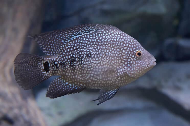 टेक्सास Cichlid सूरत
