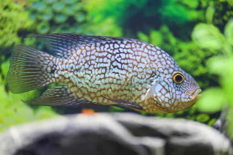 टेक्सास Cichlid आहार