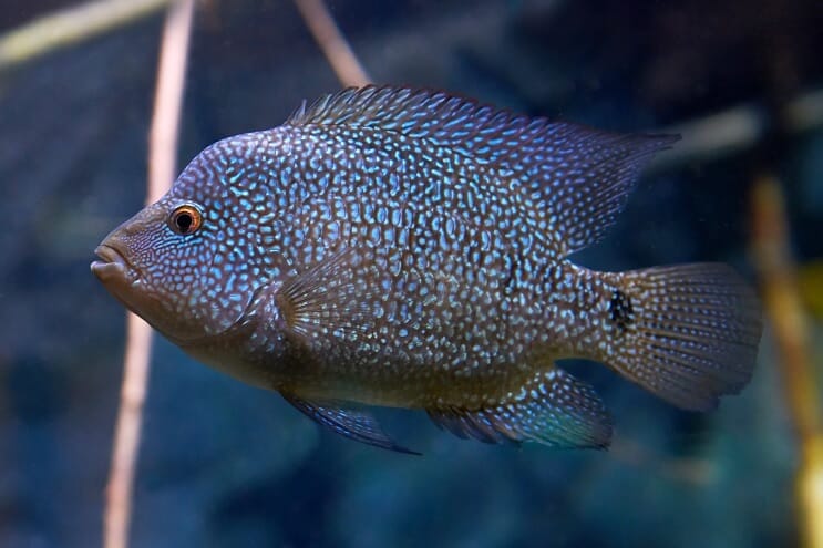 टेक्सास Cichlid देखभाल