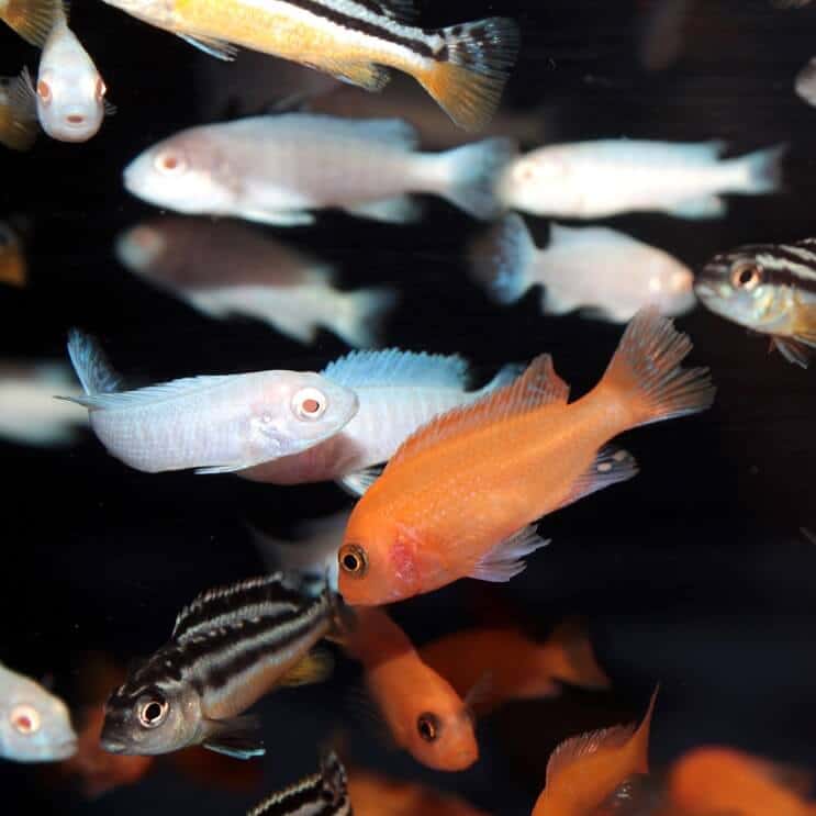 अफ्रीकी Cichlids का मिश्रण
