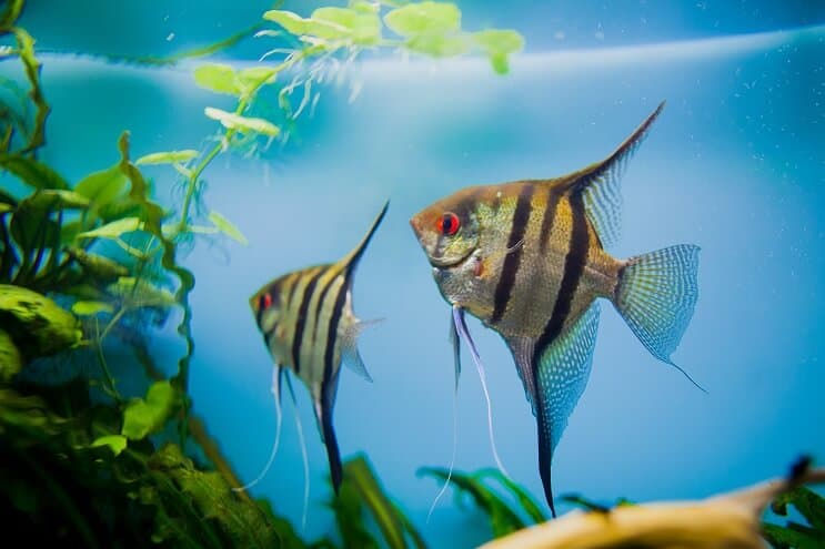 Angelfish