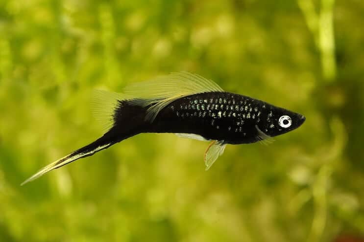 swordtail