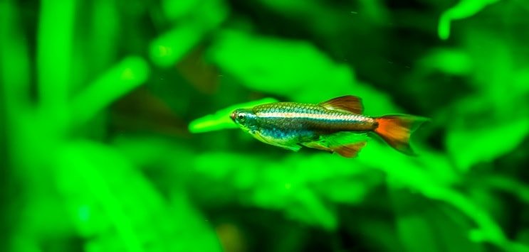 सफेद बादल पहाड़ Minnow