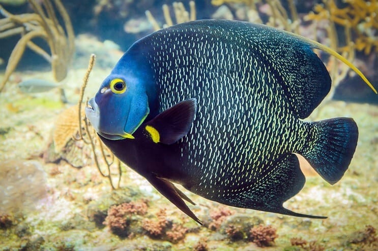 फ्रेंच Angelfish