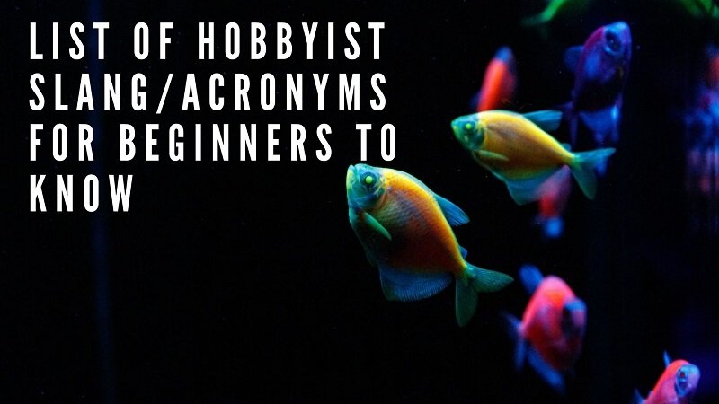 जानने के लिए शुरुआती लोगों के लिए hobbyist slang_acron जिम की सूची