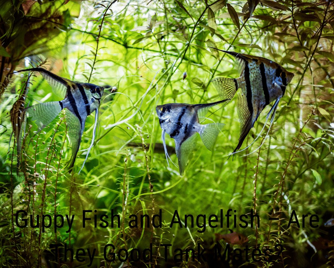 गप्पी मछली और Angelfish - वे अच्छे टैंक साथी हैं?