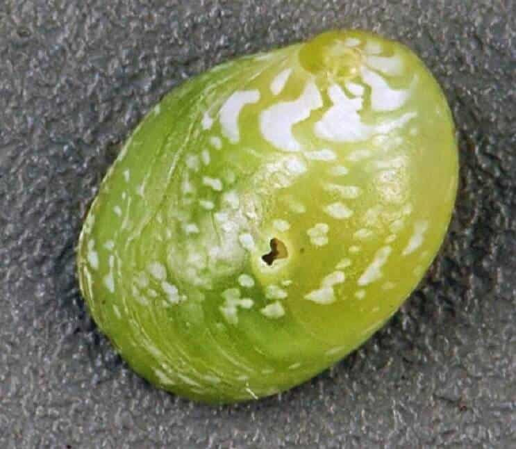 पन्ना नेराइट घोंघा