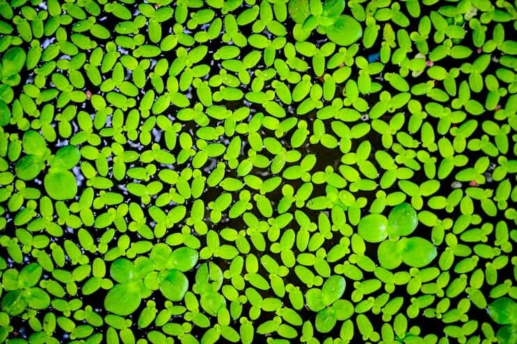 duckweed