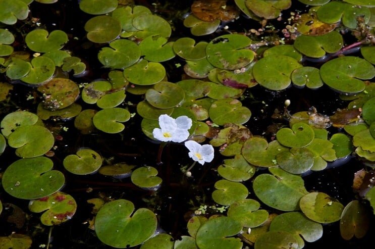 duckweed