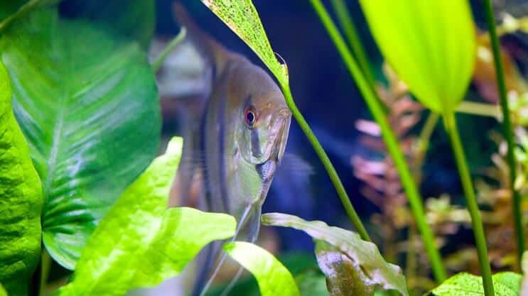 Amazon Sword और Angelfish