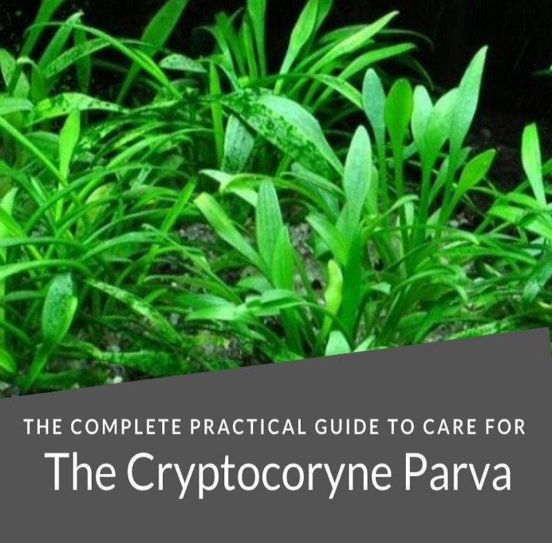 Cryptocoryne Parva - पूर्ण व्यावहारिक देखभाल गाइड