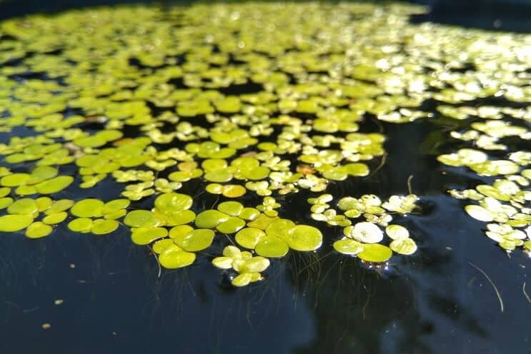 duckweed