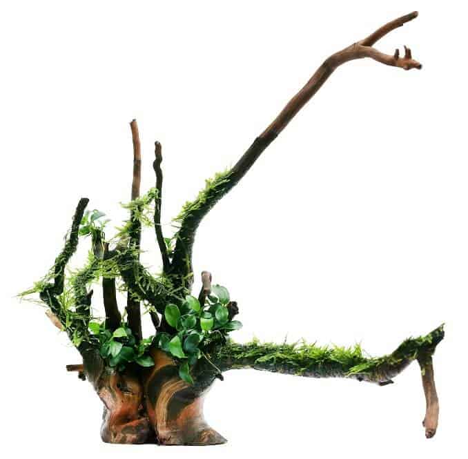 जावा काई और Anubias लकड़ी पर