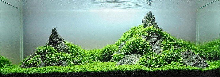 स्टैरोग्येन रेपेंस अपीयरेंस