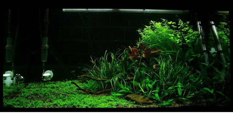 टैंक की स्थिति Staurogyne repens