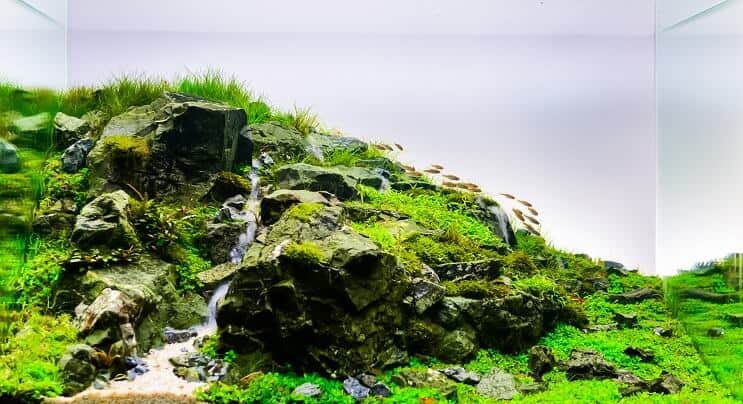 प्राकृतिक एक्वास्केप