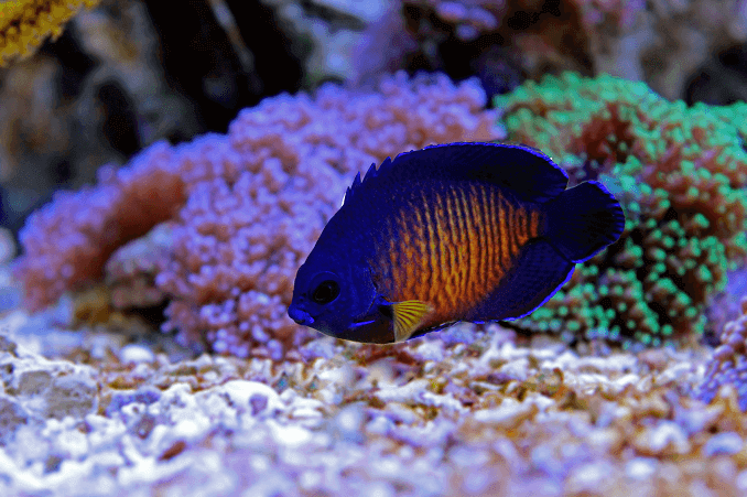 मूंगा सौंदर्य Angelfish