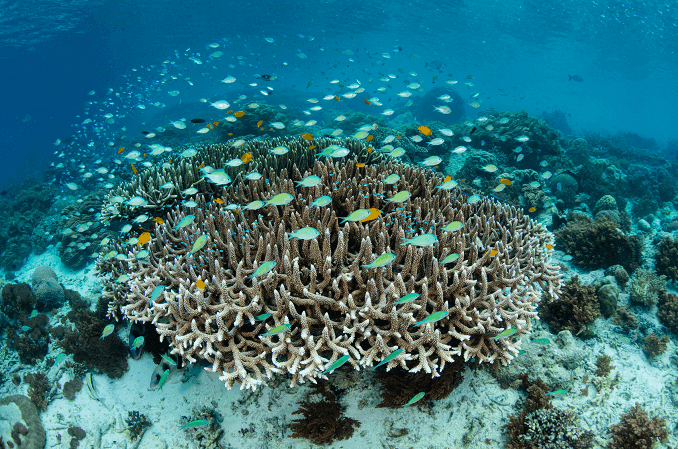 Damselfish का स्कूल