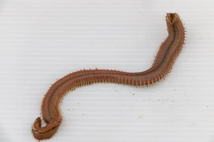 गुड ब्रिस्टल इल्ली